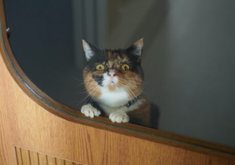 あの、聞こえてます？【ちくわとおこげ、三毛猫コンビ記。vol.18】三毛猫 ちくわ おこげ