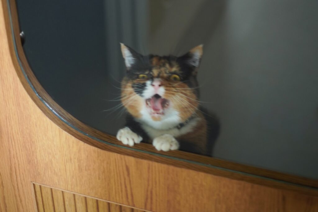 あの、聞こえてます？【ちくわとおこげ、三毛猫コンビ記。vol.18】三毛猫 ちくわ おこげ