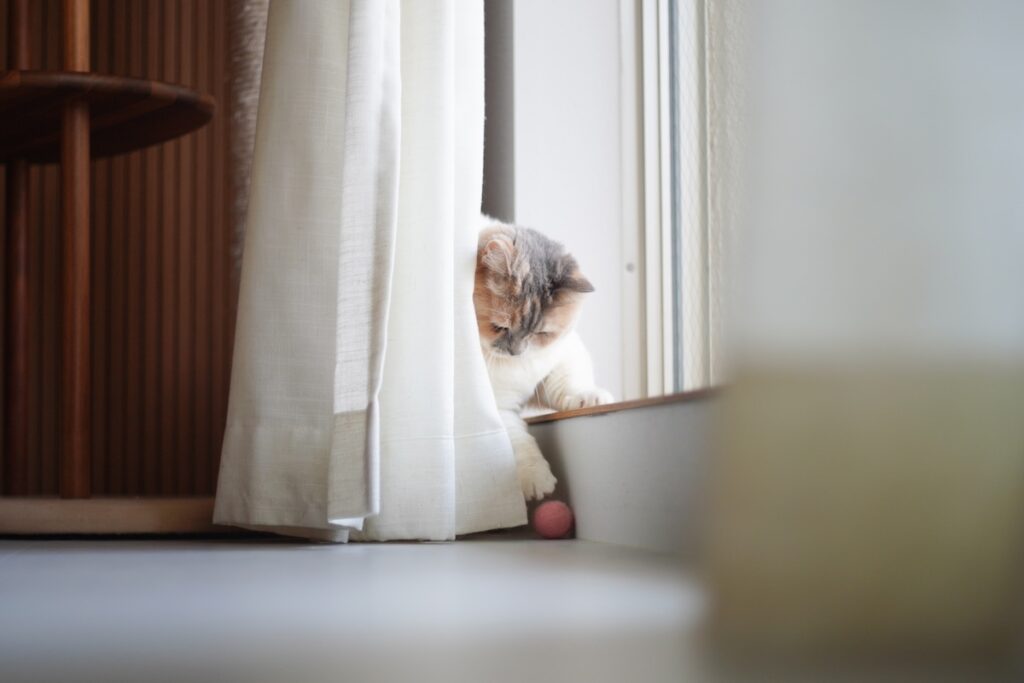 ちくわのひとり時間、チラ見せ。【ちくわとおこげ、三毛猫コンビ記。vol.19】三毛猫 ちくわ おこげ