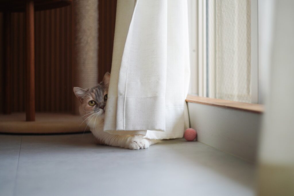 ちくわのひとり時間、チラ見せ。【ちくわとおこげ、三毛猫コンビ記。vol.19】三毛猫 ちくわ おこげ