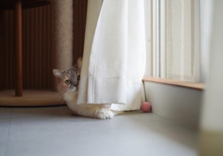 ちくわのひとり時間、チラ見せ。【ちくわとおこげ、三毛猫コンビ記。vol.19】三毛猫 ちくわ おこげ