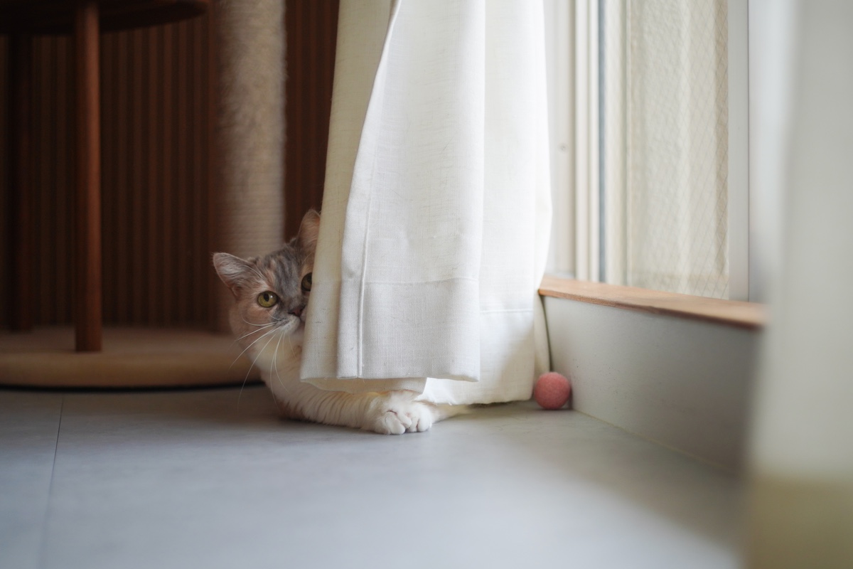 ちくわのひとり時間、チラ見せ。【ちくわとおこげ、三毛猫コンビ記。vol.19】