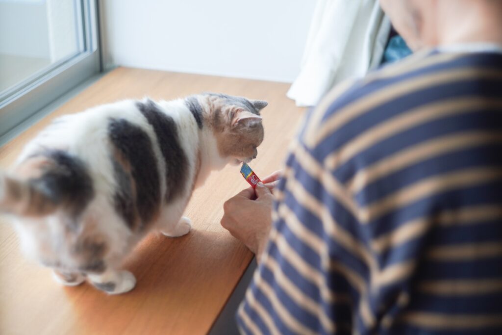おこげの野望。【ちくわとおこげ、三毛猫コンビ記。vol.21】三毛猫 ちくわ おこげ