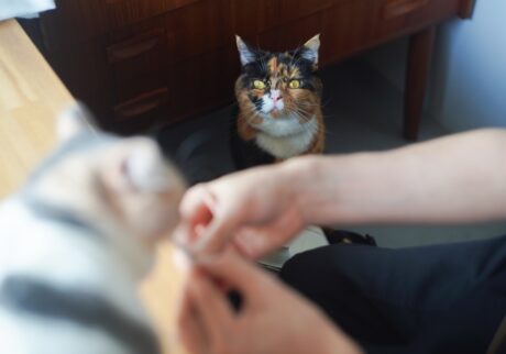 おこげの野望。【ちくわとおこげ、三毛猫コンビ記。vol.21】三毛猫 ちくわ おこげ