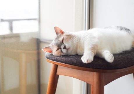 ちくわのまどろみタイム。【ちくわとおこげ、三毛猫コンビ記。vol.22】三毛猫 ちくわ おこげ
