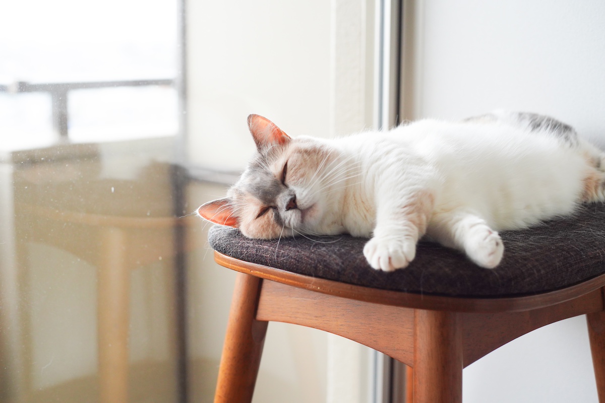 ちくわのまどろみタイム。【ちくわとおこげ、三毛猫コンビ記。vol.22】