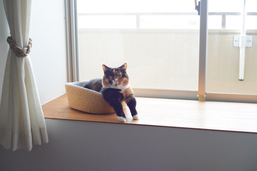 せくしー担当、おこげ。【ちくわとおこげ、三毛猫コンビ記。vol.24】三毛猫 ちくわ おこげ