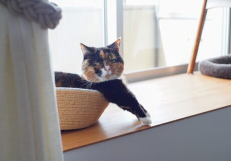 せくしー担当、おこげ。【ちくわとおこげ、三毛猫コンビ記。vol.24】三毛猫 ちくわ おこげ
