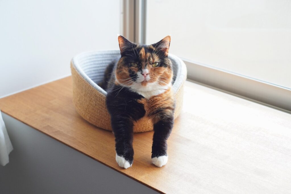 せくしー担当、おこげ。【ちくわとおこげ、三毛猫コンビ記。vol.24】三毛猫 ちくわ おこげ