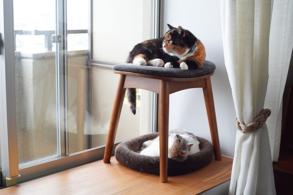 不法侵入者、発見。【ちくわとおこげ、三毛猫コンビ記。vol.25】三毛猫 ちくわ おこげ