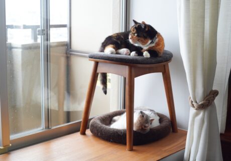 不法侵入者、発見。【ちくわとおこげ、三毛猫コンビ記。vol.25】三毛猫 ちくわ おこげ