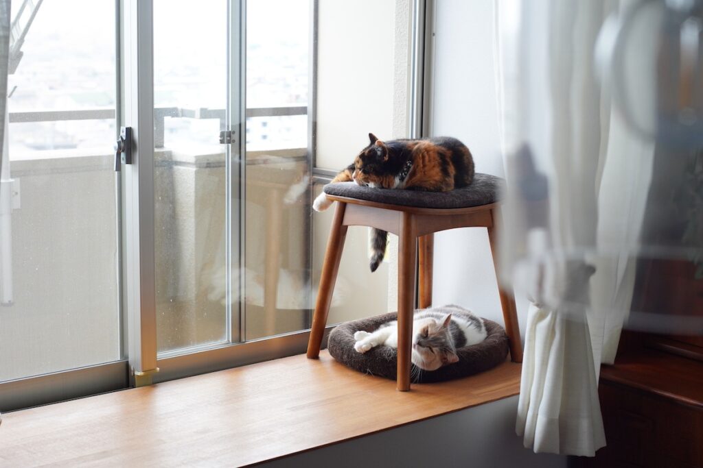 不法侵入者、発見。【ちくわとおこげ、三毛猫コンビ記。vol.25】三毛猫 ちくわ おこげ