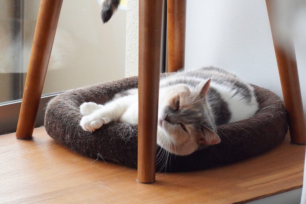 不法侵入者、発見。【ちくわとおこげ、三毛猫コンビ記。vol.25】三毛猫 ちくわ おこげ