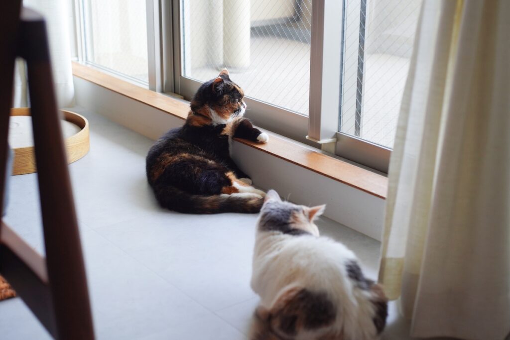 ちくやの狩りレッスン。【ちくわとおこげ、三毛猫コンビ記。vol.27】三毛猫 ちくわ おこげ
