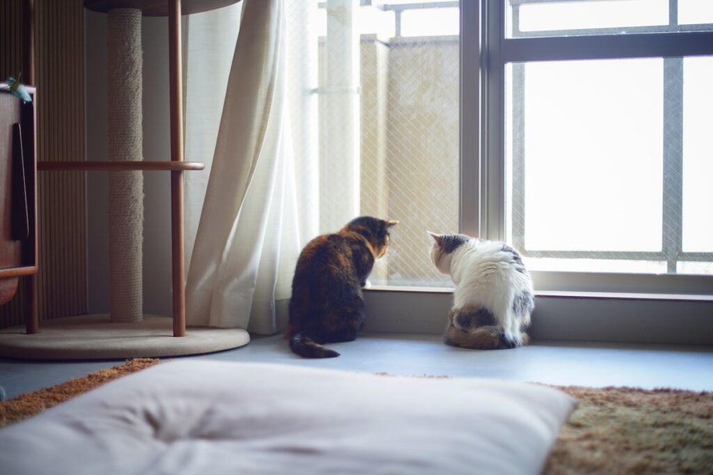 ちくやの狩りレッスン。【ちくわとおこげ、三毛猫コンビ記。vol.27】三毛猫 ちくわ おこげ