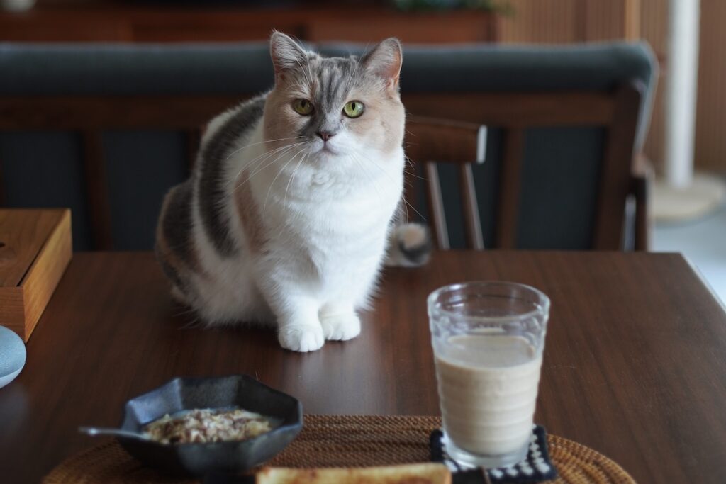 年中無休、見守り隊！？【ちくわとおこげ、三毛猫コンビ記。vol.28】三毛猫 ちくわ おこげ