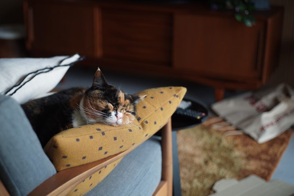 年中無休、見守り隊！？【ちくわとおこげ、三毛猫コンビ記。vol.28】三毛猫 ちくわ おこげ