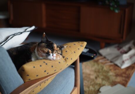 年中無休、見守り隊！？【ちくわとおこげ、三毛猫コンビ記。vol.28】三毛猫 ちくわ おこげ