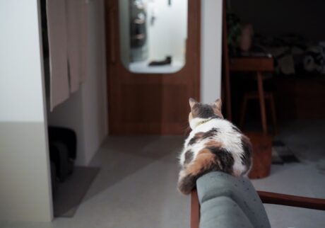 おかえりなさいを、言いたくて。【ちくわとおこげ、三毛猫コンビ記。vol.29】三毛猫 ちくわ おこげ