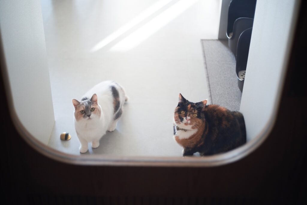 なかよくお出迎え。【ちくわとおこげ、三毛猫コンビ記。vol.30】三毛猫 ちくわ おこげ