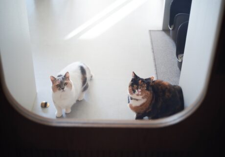なかよくお出迎え。【ちくわとおこげ、三毛猫コンビ記。vol.30】三毛猫 ちくわ おこげ