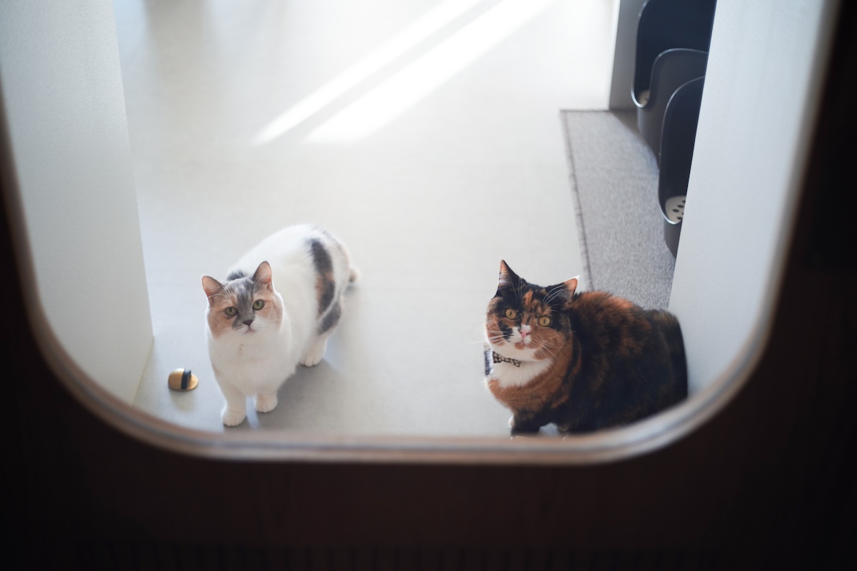なかよくお出迎え。【ちくわとおこげ、三毛猫コンビ記。vol.30】