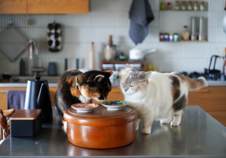 付かず離れず、心地よく。 (最終回) 【ちくわとおこげ、三毛猫コンビ記。vol.31】三毛猫 ちくわ おこげ