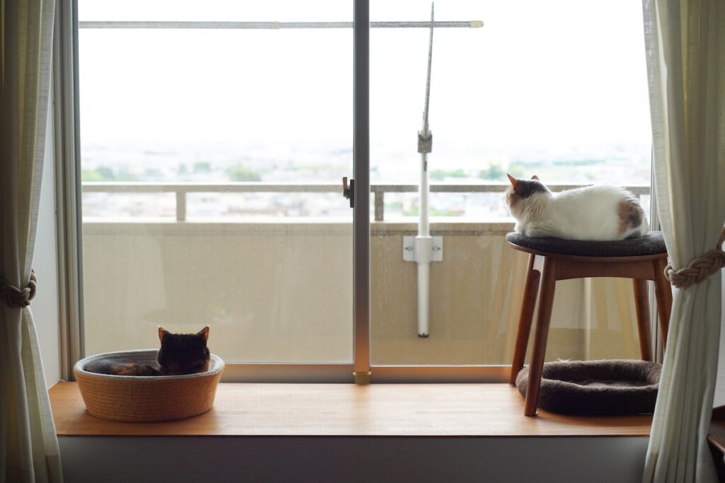 付かず離れず、心地よく。 (最終回) 【ちくわとおこげ、三毛猫コンビ記。vol.31】三毛猫 ちくわ おこげ