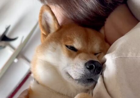 ハルくん、かーちゃん充電中。 柴犬子犬ハルのワンダフルライフ