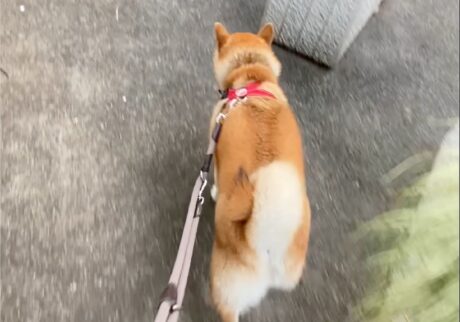 ハルくん、散歩がんばり中。柴犬子犬ハルのワンダフルライフ