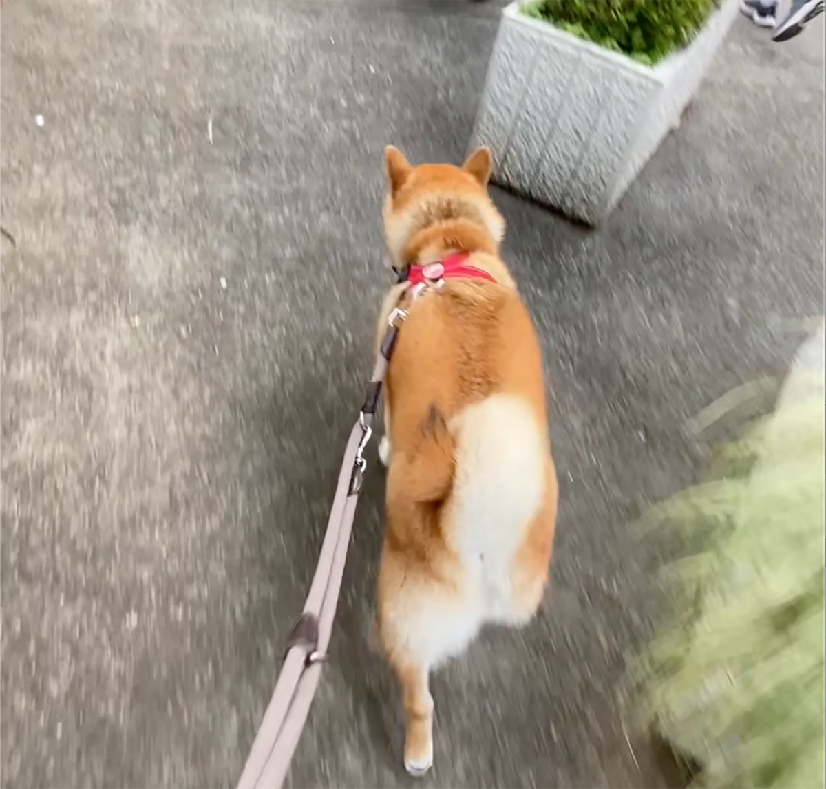 ハルくん、散歩がんばり中。