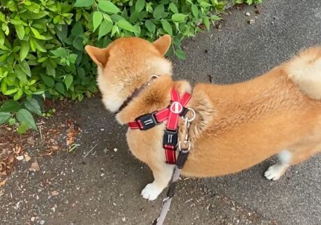 ハルくん、食べ歩きしてます。柴犬子犬ハルのワンダフルライフ