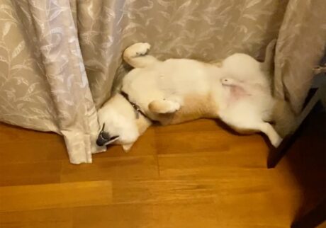 ハルくん、すやすやへそ天。柴犬子犬ハルのワンダフルライフ