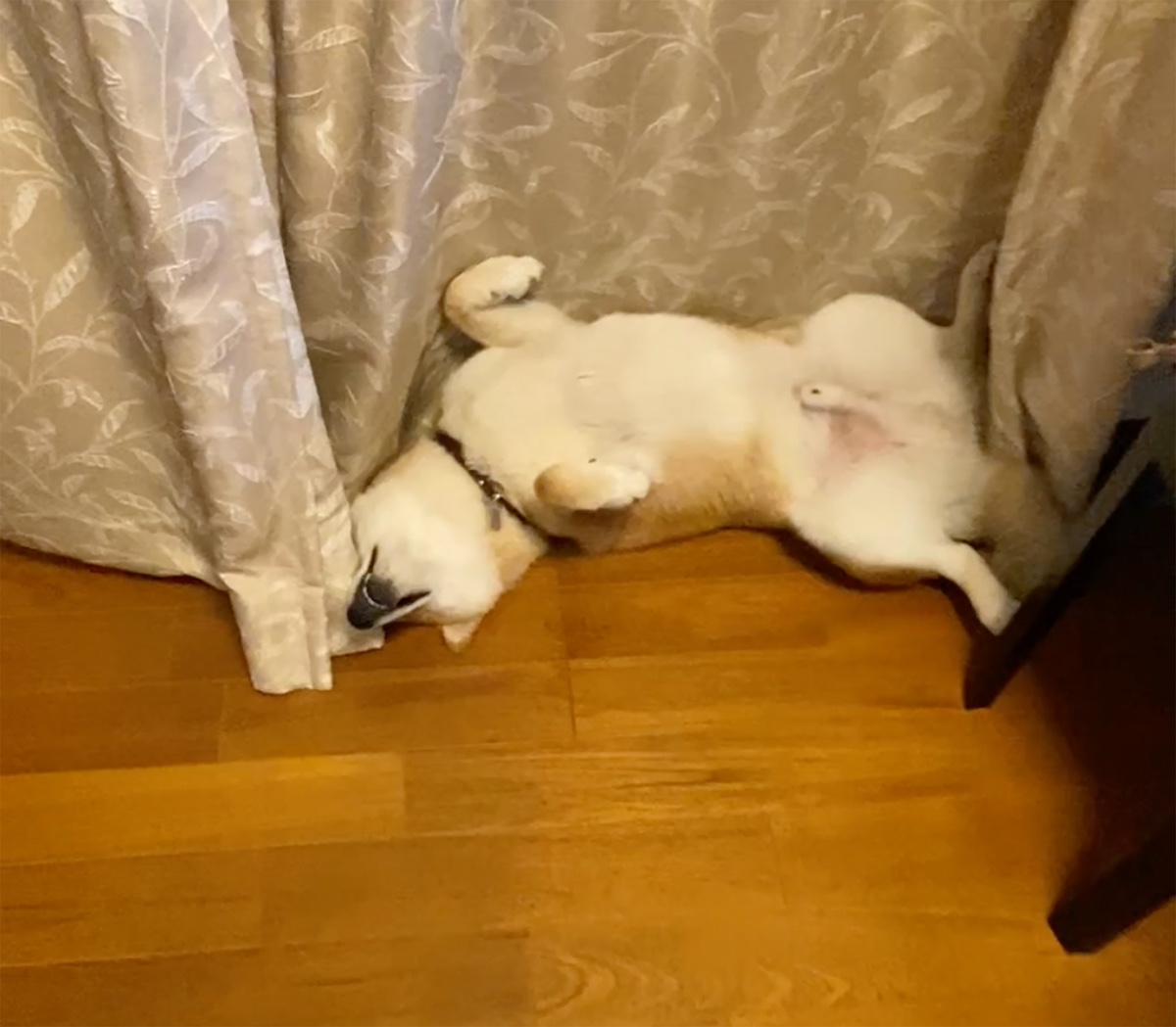 ハルくん、すやすやへそ天。