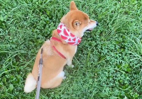 ハルくん、休憩は多めで。柴犬子犬ハルのワンダフルライフ