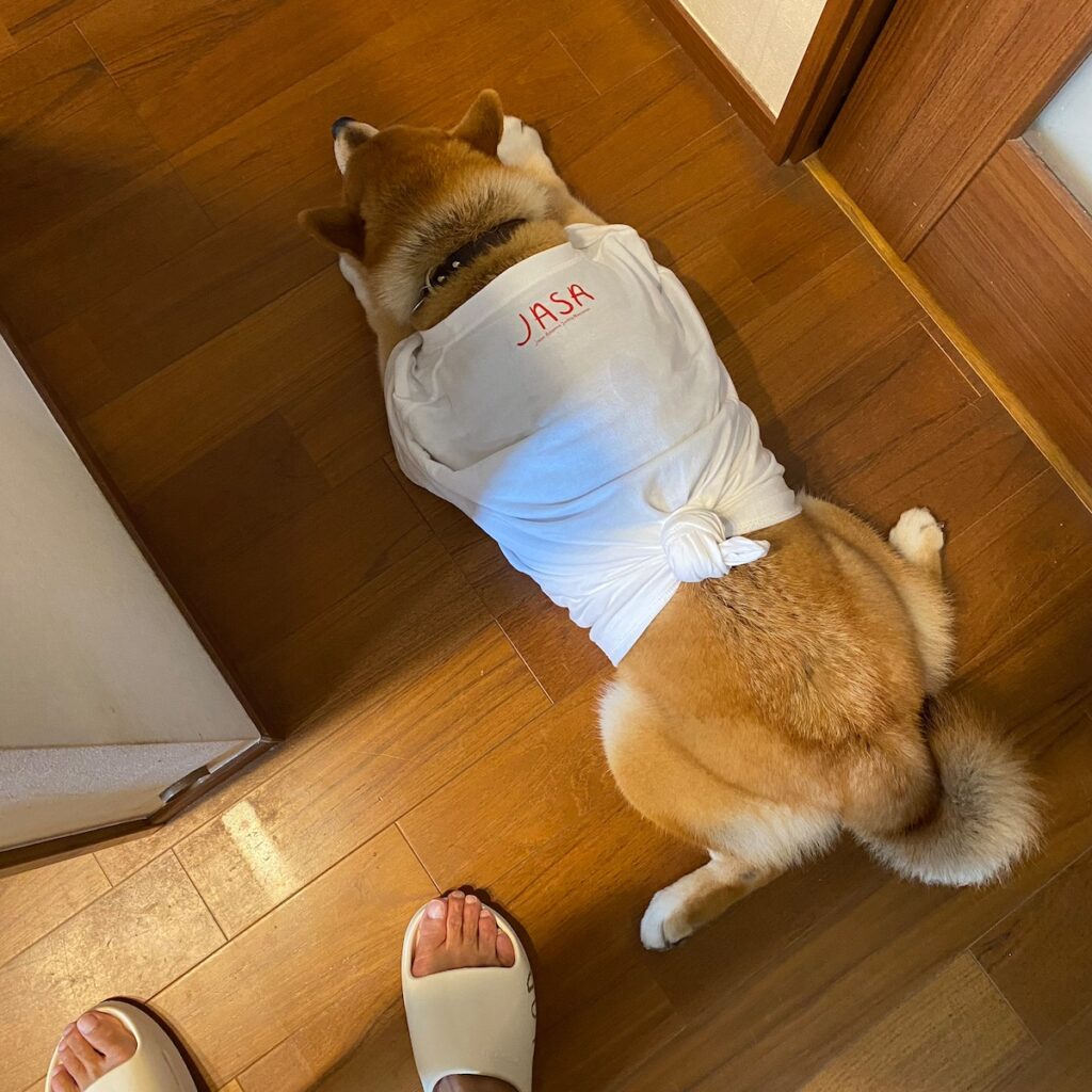 ハルくん、Tシャツ似合うでしょ。柴犬子犬ハルのワンダフルライフ ハルくん、Tシャツ似合うでしょ。柴犬子犬ハルのワンダフルライフ