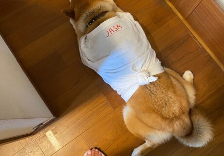 ハルくん、Tシャツ似合うでしょ。柴犬子犬ハルのワンダフルライフ