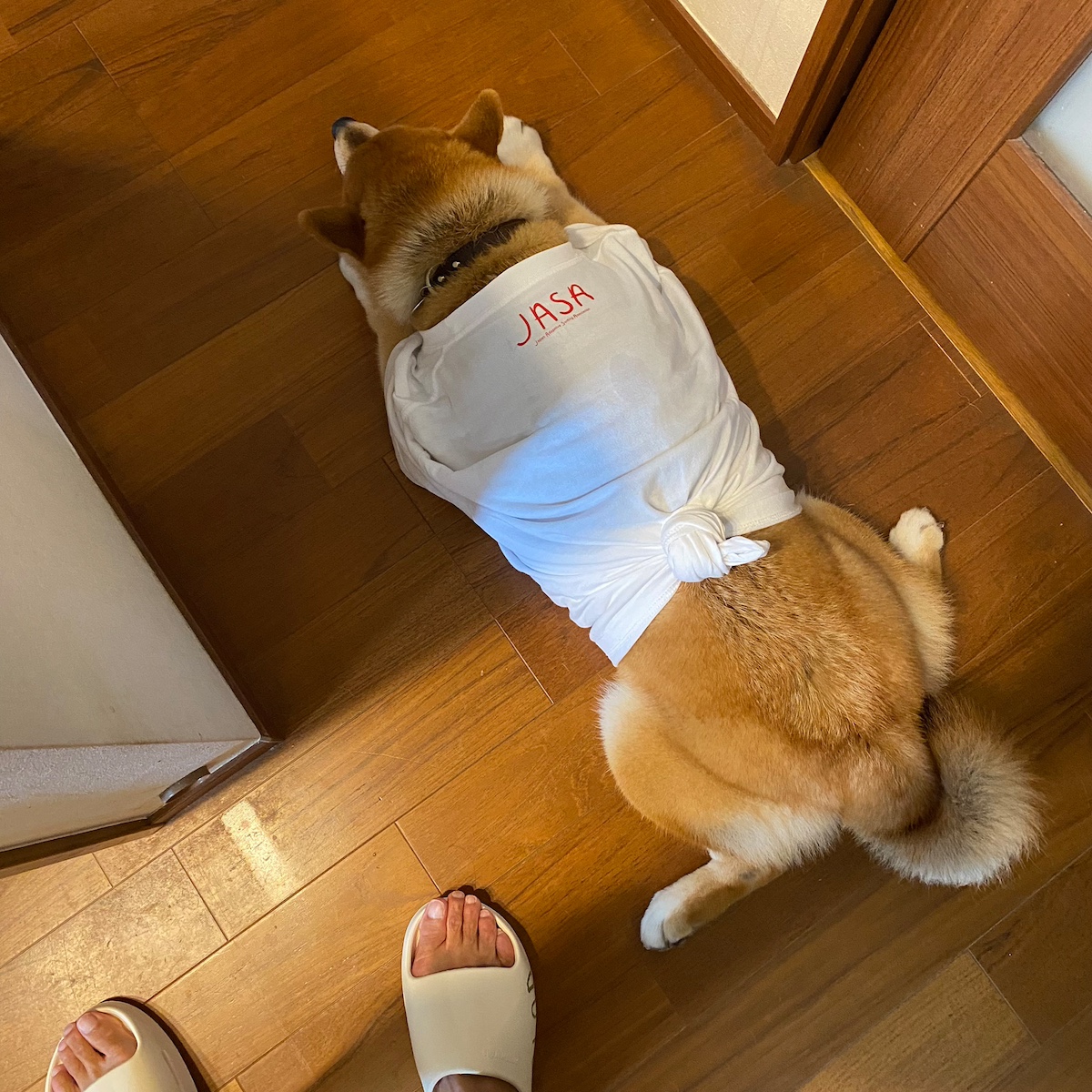 ハルくん、Tシャツ似合うでしょ。