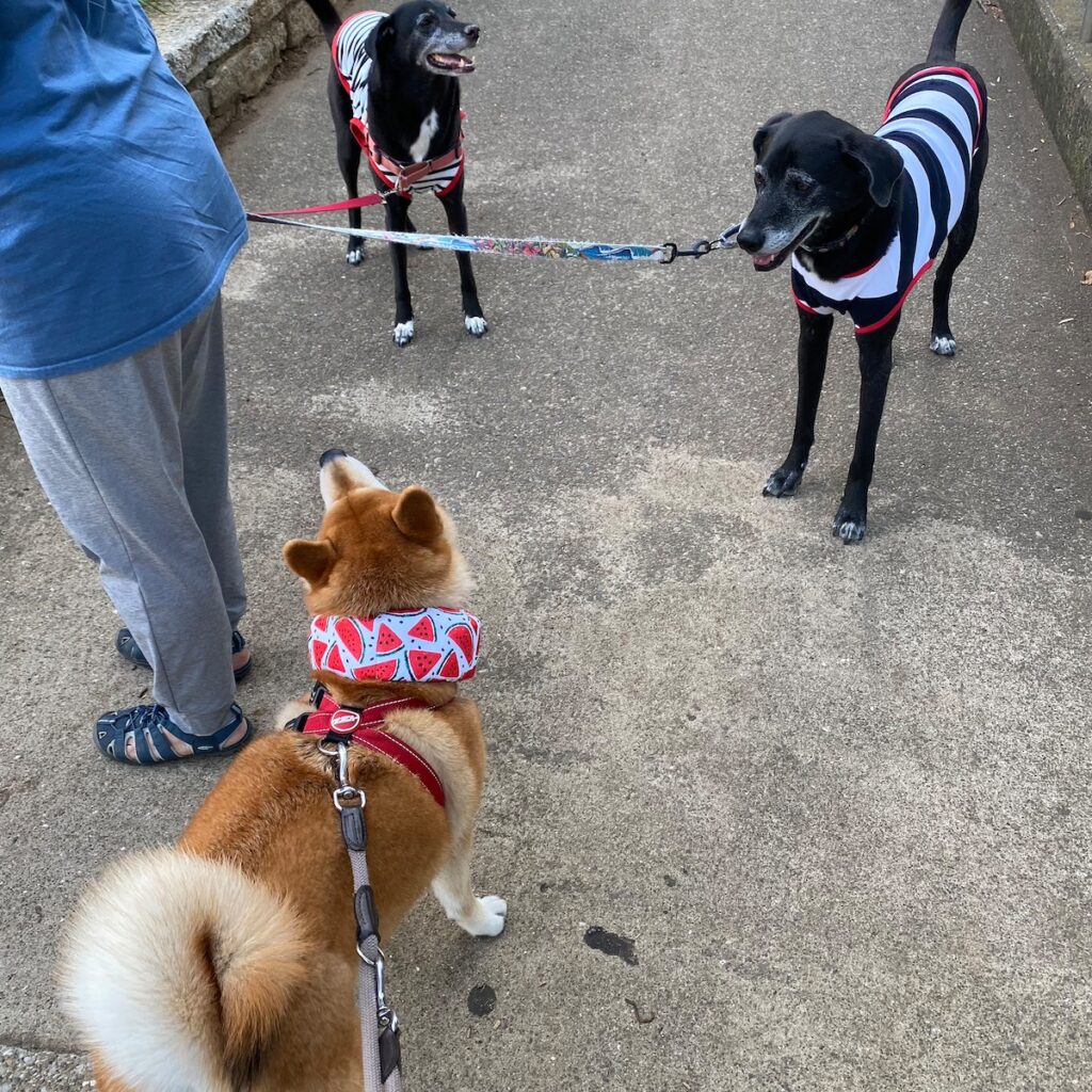 ハルくん、お友だち待ち。柴犬子犬ハルのワンダフルライフ
