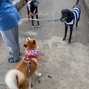 ハルくん、お友だち待ち。柴犬子犬ハルのワンダフルライフ ハルくん、お友だち待ち。柴犬子犬ハルのワンダフルライフ