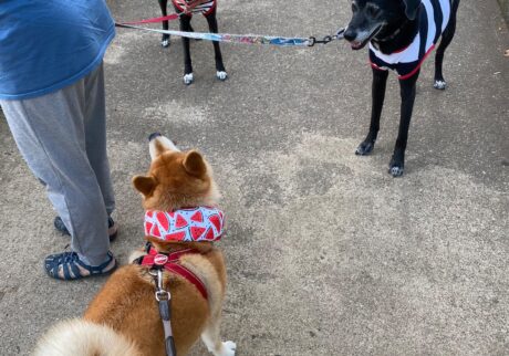 ハルくん、お友だち待ち。柴犬子犬ハルのワンダフルライフ