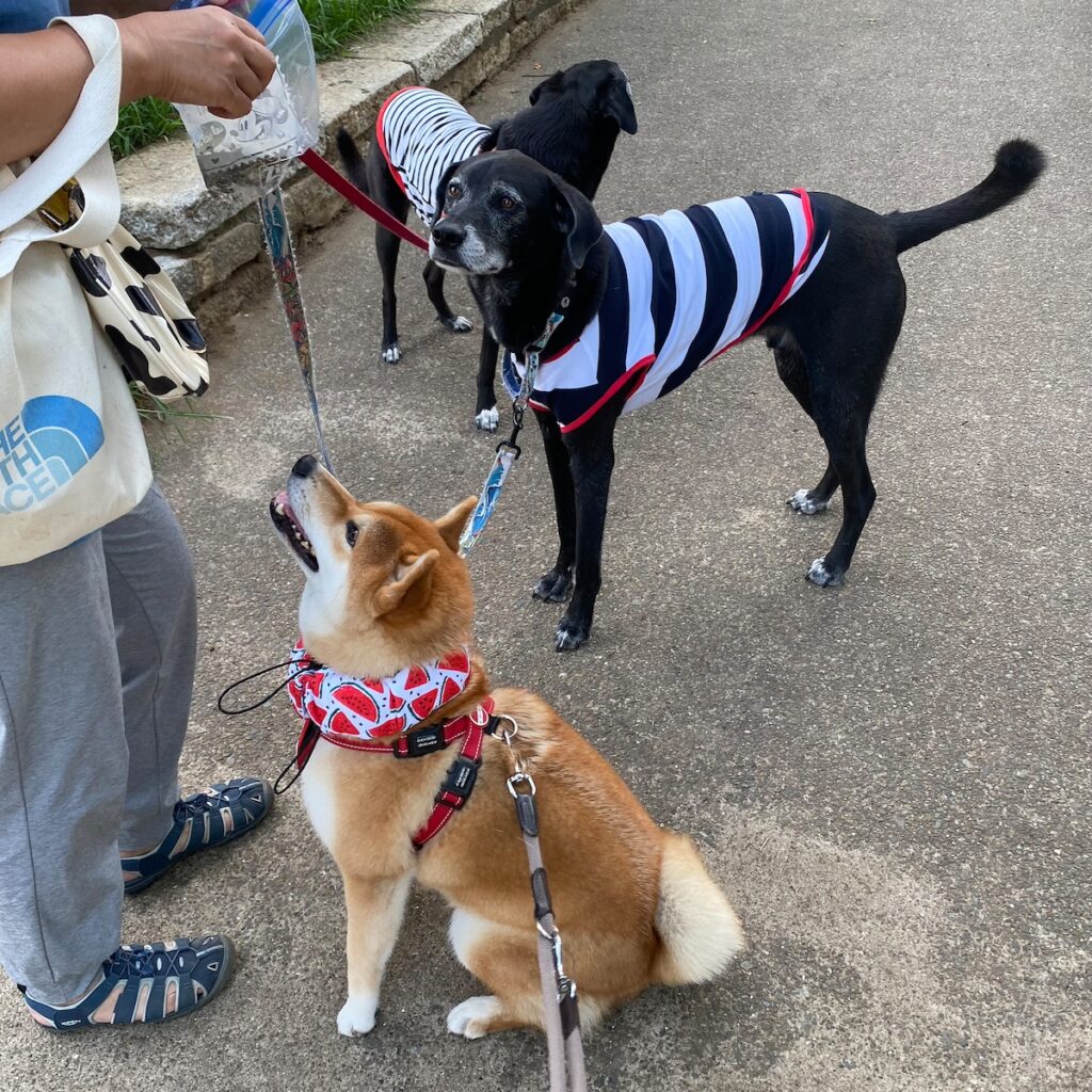 ハルくん、お友だち待ち。柴犬子犬ハルのワンダフルライフ