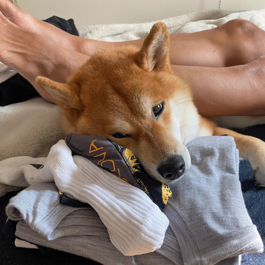 ハルくん、とーちゃん充電中。柴犬子犬ハルのワンダフルライフ