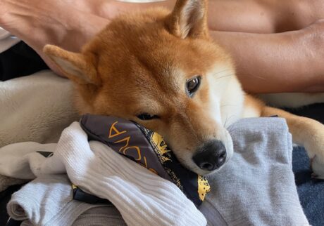 ハルくん、とーちゃん充電中。柴犬子犬ハルのワンダフルライフ