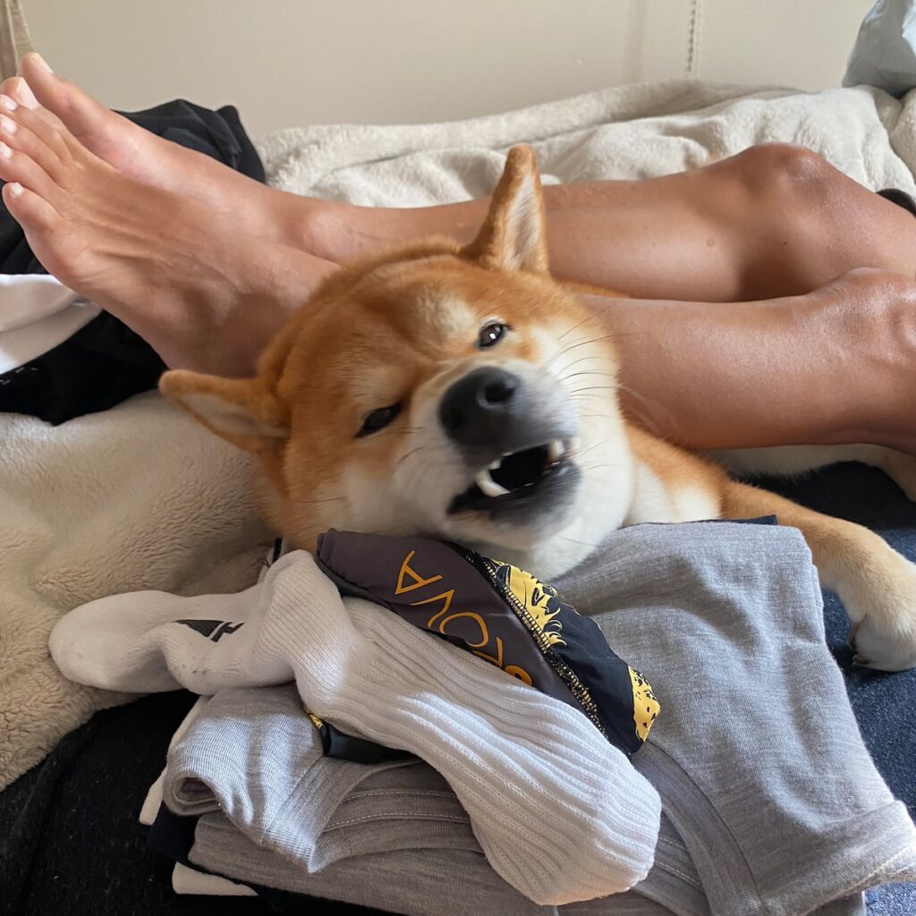 ハルくん、とーちゃん充電中。柴犬子犬ハルのワンダフルライフ