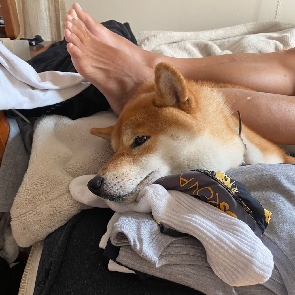 ハルくん、とーちゃん充電中。柴犬子犬ハルのワンダフルライフ