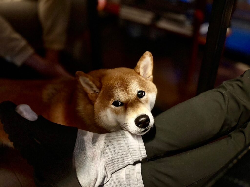 ハルくん、宴の後。柴犬子犬ハルのワンダフルライフ