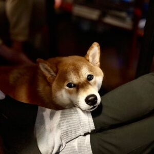 ハルくん、宴の後。柴犬子犬ハルのワンダフルライフ