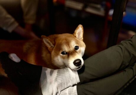 ハルくん、宴の後。柴犬子犬ハルのワンダフルライフ
