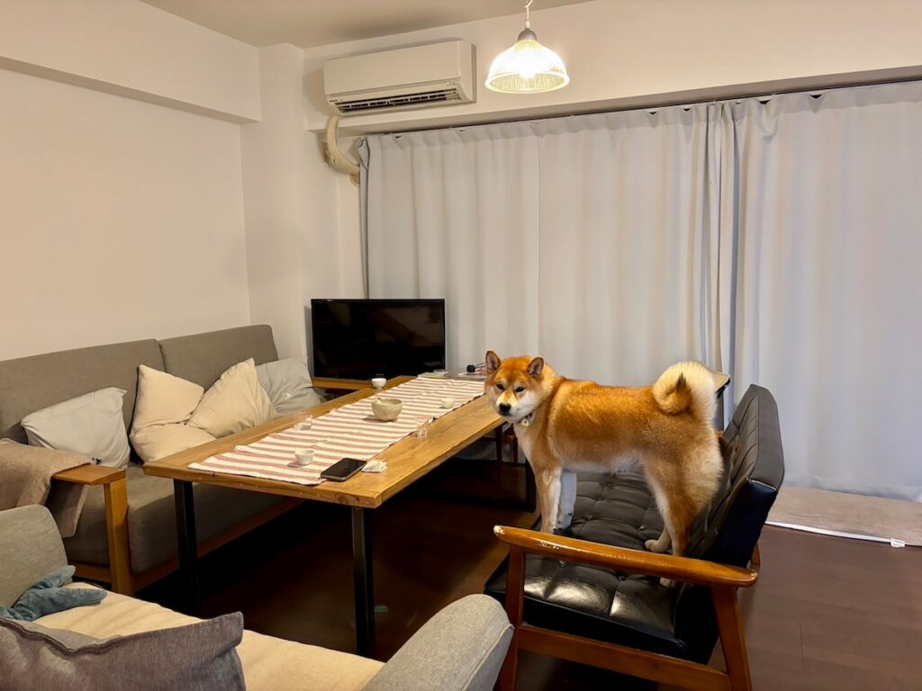 ハルくん、宴の後。柴犬子犬ハルのワンダフルライフ
